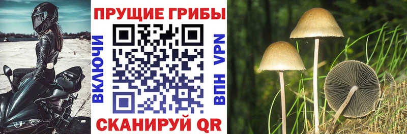 Галлюциногенные грибы Psilocybine cubensis  наркошоп  Калач-на-Дону 